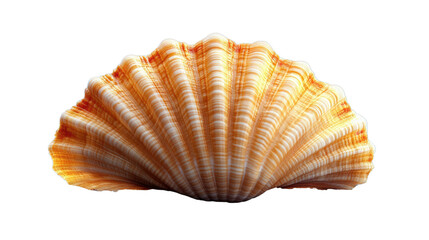 Obraz premium Coastal treasure: A close-up, eye-level view showcases a meticulously detailed seashell, its intricate patterns and textured surface.