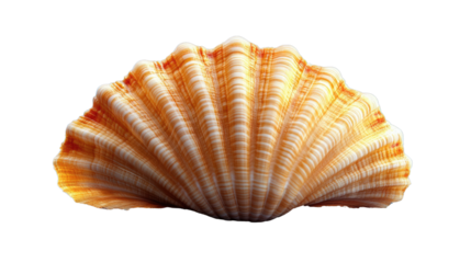 Coastal treasure: A close-up, eye-level view showcases a meticulously detailed seashell, its intricate patterns and textured surface.