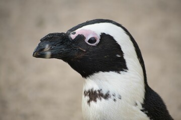 Close-up of an African penguin