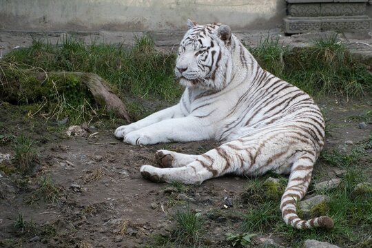 Majestic white tiger resting
