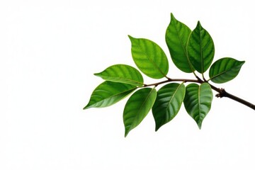 Fototapeta premium Single isolated tree branch on white background, calmness, tree branch, isolated objects