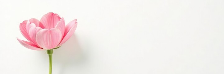 Fototapeta premium Single large flower against simple white backdrop, white, solo, botanical