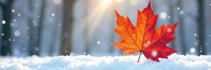 Obraz premium Single large maple leaf on a snowy background, maple leaf, isolated, botanical