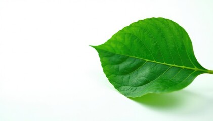 Fototapeta premium Single large leaf with veins on white background, botanical, foliage