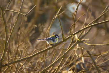 great tit on the ground