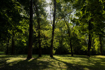 a park with lots of maple trees with green foliage in late summer