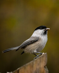 great tit on branch