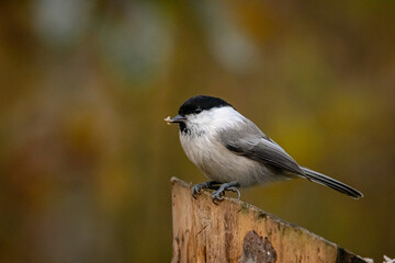 great tit on branch
