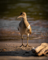 bird on the beach