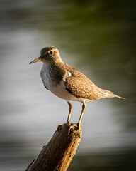 bird on the beach
