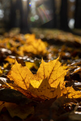 sunny day in the park during the autumn leaf fall
