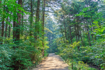 Fototapeta premium 경기도 포천시 국립수목원 전나무숲 풍경 (광릉수목원)