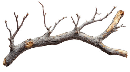 Fototapeta premium Bare Branch in Solitude: A detailed view of a bare tree branch. The branch's texture and intricate pattern shows the beauty found in simplicity. 