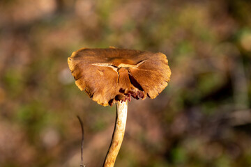 an edible mushroom in the autumn season in the forest