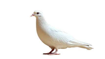 Fototapeta premium White Pigeon: A pristine white pigeon stands with quiet dignity, a symbol of peace and grace in its simple form.