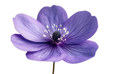 Obraz premium Floral Elegance: A close-up captures the delicate beauty of a vibrant purple flower, revealing intricate petal patterns and a stunning display of nature's artistry.