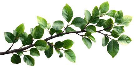 Obraz premium Lush Green Branch: A vibrant, healthy branch adorned with lush green leaves, symbolizing growth, vitality, and the rejuvenating power of nature.