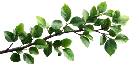 Lush Green Branch: A vibrant, healthy branch adorned with lush green leaves, symbolizing growth, vitality, and the rejuvenating power of nature.