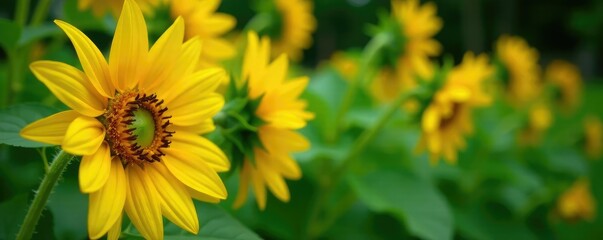 Sunflower petals unfolding against green foliage, garden, foliage