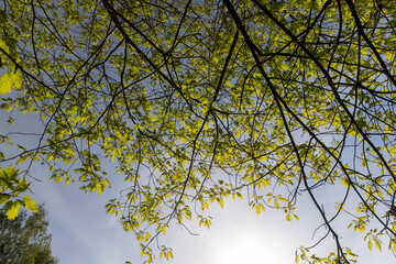 green new oak foliage in sunny weather
