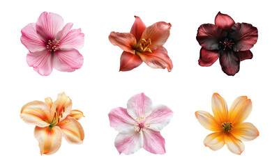 Various beautiful blooming flowers isolated on a transparent or white background, cut-out, PNG