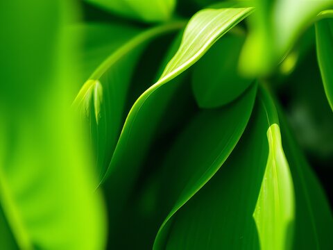 Lush Green Soppu Background Design Concept