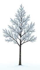 Obraz premium Single isolated tree branch on white background, nature, frozen