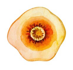 Watercolor depiction of a vibrant orange squash slice showcasing its intricate patterns and colors