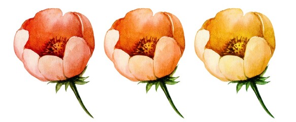 Beautiful watercolor flowers in shades of orange and yellow showcasing the delicate petals and natural details