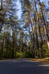 Obraz premium a road in a forest with deciduous trees in the autumn season