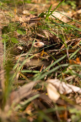 small poisonous mushrooms in the autumn season in the forest