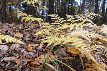 yellowed drying fern in a mixed forest in cloudy weather