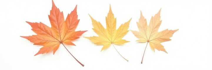Fototapeta premium Single leaf of maple tree on white background, botanical, isolated
