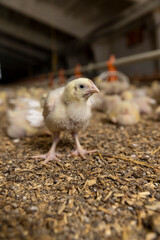 small chickens in down and feathers during cultivation