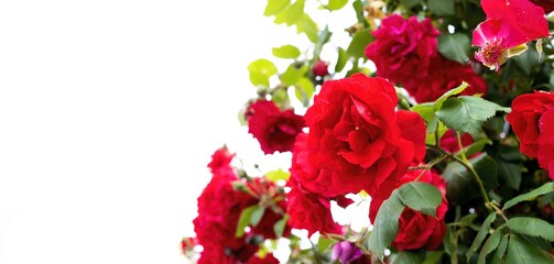 Red Roses Blooming with Love and Joy, copy space