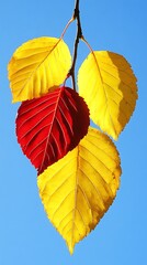 Several brightly colored leaves are displayed against a clear blue sky