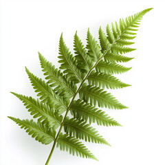 Fresh Green Fern Leaf Isolated on a Clean White Background, Natural Beauty