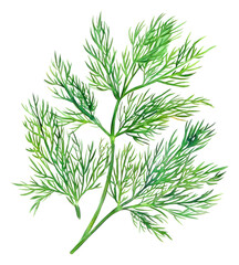 Fototapeta premium PNG An isolated fresh dry dill illustration plant food.