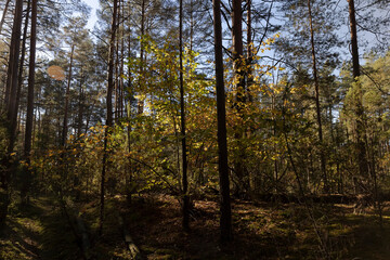Tall pines and other types of trees with orange foliage in autumn