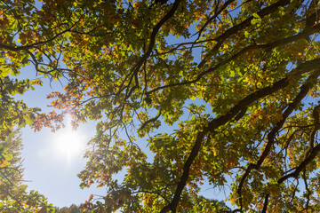 a beautiful oak with orange-green foliage during the autumn leaf fall in sunny weather