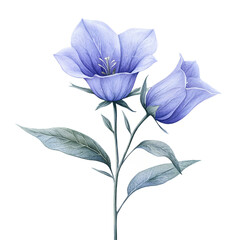 Blue and Lavender Bellflower with Delicate Petals and Green Leaves on White Background