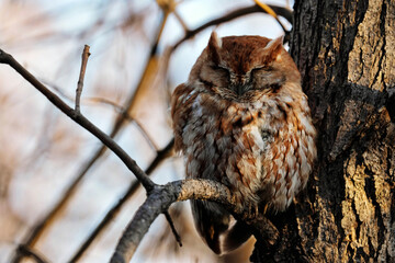 Red-morph Eastern Screech Owl