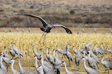Sandhill Crane Migration