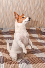 vertical photo Small white-and-brown dog enjoys some games, showing how active terriers transform...