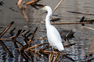 Snowy Egret (Egretta thula)