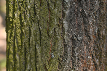 tree bark close-up. textured background