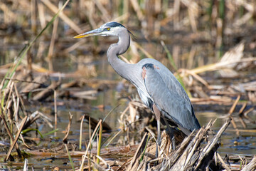 Great Blue Heron (Ardea herodias)