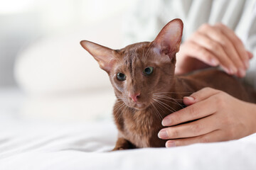 Woman stroking cute Oriental Shorthair cat at home, closeup. Adorable pet