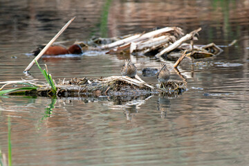 Wilson's Snipe (Gallinago delicata) pair