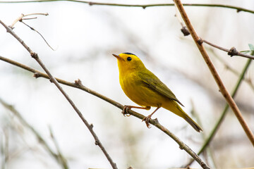 Wilson's Warbler (Cardellina pusilla)